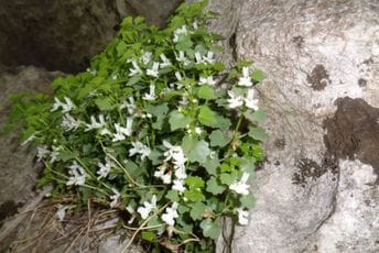 Ovo je potpuno nova biljka koja je pronađena u našoj državi: Evo šta je sve poznato o njoj (FOTO)