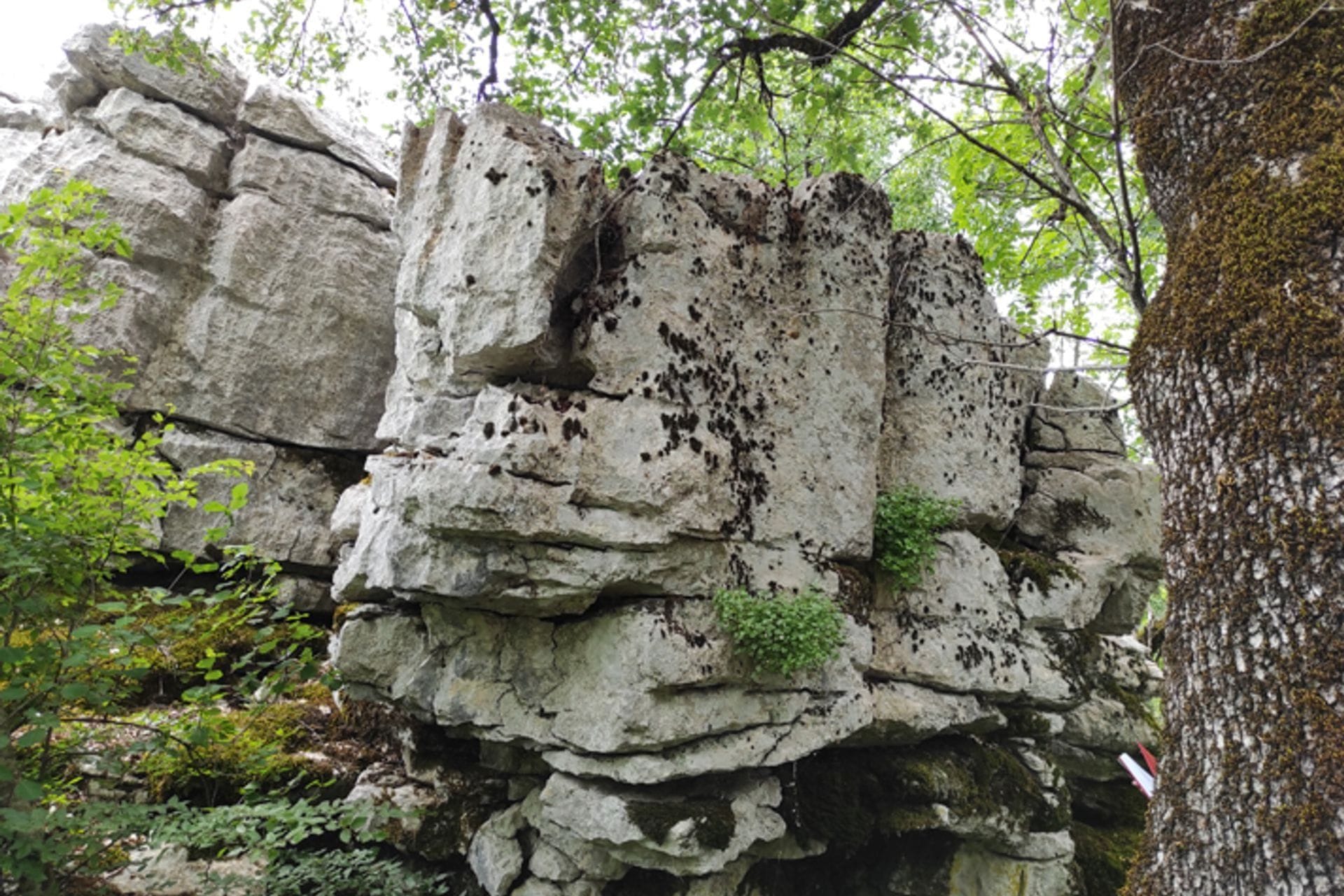 Fotografija 3: Predstavljena nova biljka koje nigdje nema na svijetu: Pronađeno čudo u Štitarima