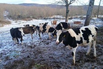 Nikšićaninu sa livade ukraden bik