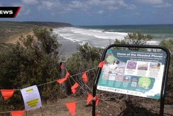 Neobična pjena prekrila dvije plaže u Australiji, riba uginula, surferi se žale na trovanje