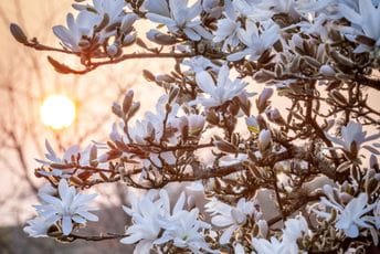 Magnoliju sadite ispred kuće za zadovoljstvo, a iza kuće za bogatstvo!