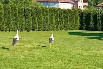 Par roda nastanio se na gazdinstvu Bandića