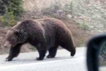 Haos u okolini Nikšića: Medvjedima se 'priključili' i vukovi, kolju stoku, lome, upadaju u torove...