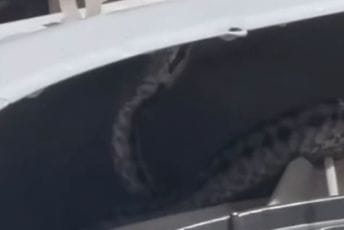 (VIDEO) Pogledajte: Zmija u veš mašini u Podgorici, punih 20 dana dijelili dom sa njom