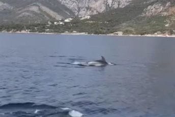 (VIDEO) Pogledajte "ples" delfina u blizini Sutomora: Nikoga ne ostavljaju ravnodušnim
