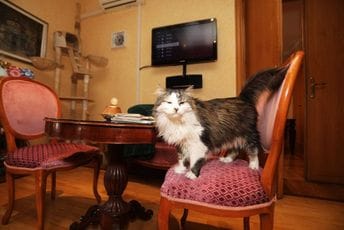 Vlast se mijenja, mačak ostaje: Miško fotelju sačuvao i nakon dolaska nove gradonačelnice