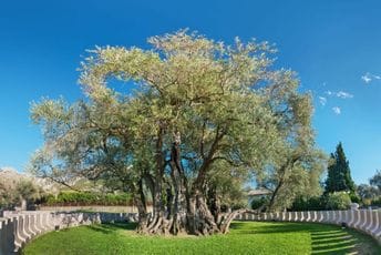Zbog lošeg vremena: Odložena Maslinijada u Starom Baru