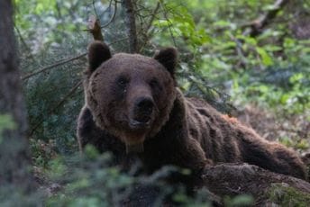 NP Durmitor: Uhvaćen i telemetrijski obilježen medvjed, dobio ime Aleksandar