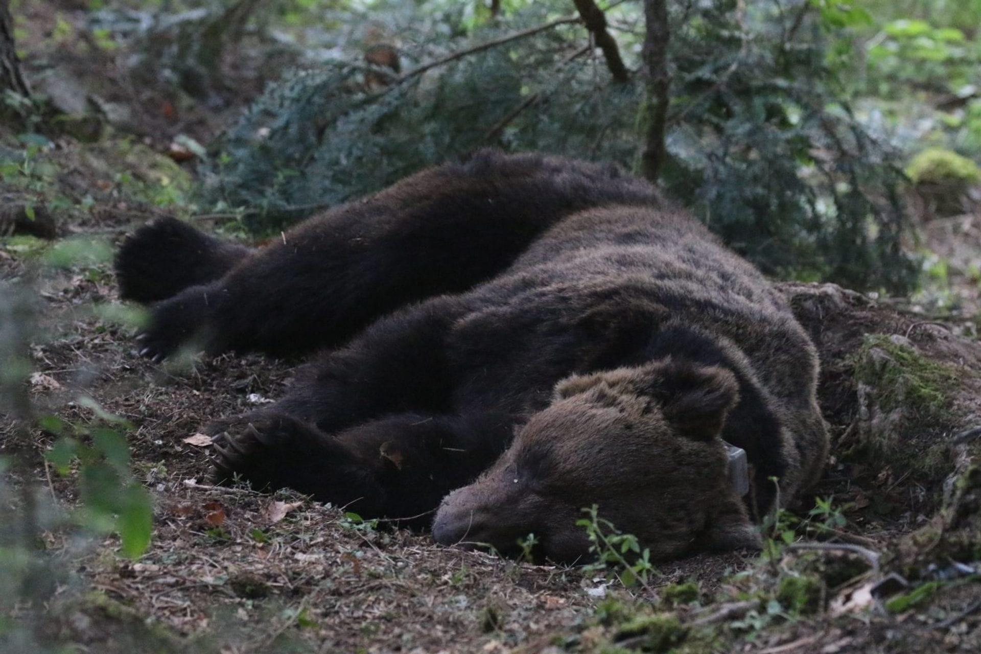 Fotografija 1: NP Durmitor: Uhvaćen i telemetrijski obilježen medvjed, dobio ime Aleksandar