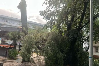 Nevrijeme oborilo stablo u Podgorici