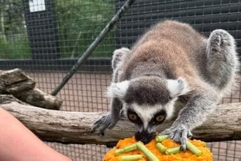 Ginisov rekorder: Lemur Stampi proslavio 39. rođendan