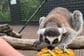 Ginisov rekorder: Lemur Stampi proslavio 39. rođendan