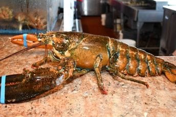 Jastog pušten na slobodu: Godinama bio u restoranu u Njujorku