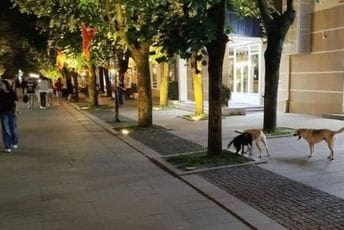 Bijelo Polje: Na ulicama znatno više pasa nego u skloništu
