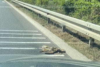 Leševi životinja na magistralnom putu Podgorica-Danilovgrad: Građani upozoravaju, "Čistoća" čeka nalog, a ostali ćute