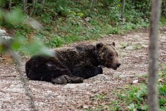 CZIP: Uhvaćen i telemetrijski obilježen još jedan medvjed u NP Durmitor