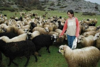 Jedina romkinja stočar u Crnoj Gori godinama trpi krađe: Slavki Adžović opet ukrali kravu