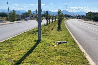Komunalno Danilovgrad o leševima životinja na magistrali: Problem jeste ozbiljan, ali rješenje zavisi od više institucija