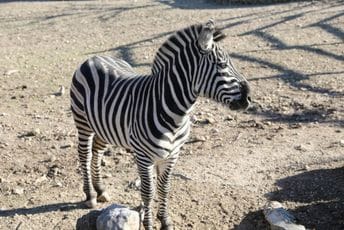Zoološki vrt u Beogradu: Pobjegla zebra, povrijedila muškarca i dijete