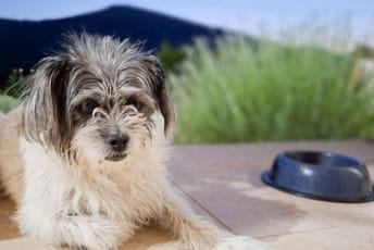 Visoke temperature ugrožavaju pse, mačke i ptice; Aktivisti apeluju: Svaka kap vode može spasiti život napuštenim životinjama Visoke temperature ugrožavaju pse, mačke i ptice; Aktivisti apeluju: Svaka kap vode može spasiti život napuštenim životinjama