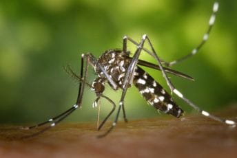 Sjeverna Makedonija: Potvrđen slučaj denga groznice