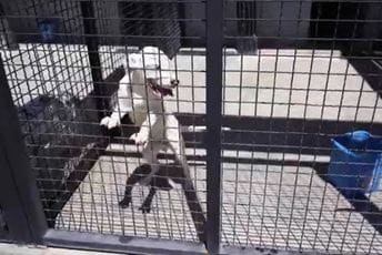 (VIDEO) Opština Bar: Zahvaljajući radu Skloništa za napuštene životinje novi dom dobilo 120 pasa