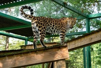 Radnik zoološkog vrta preminuo nakon napada leoparda: Kobna tehnička greška ga koštala života