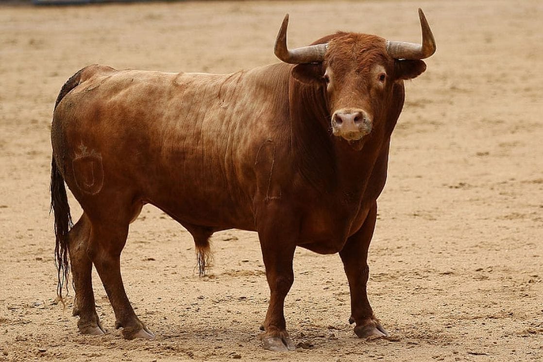 Španija: Bik usmrtio penzionisanog matadora