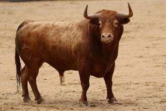 Španija: Bik usmrtio penzionisanog matadora