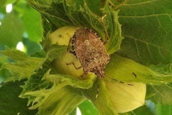 Azijska mramorna stjenica desetkuje prinos i u crnogorskim maslinjacima