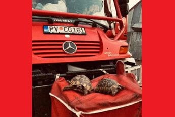 Gest pljevaljskih vatrogasaca za pohvalu: Iz požara spasili i kornjače