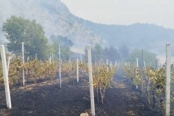 U Piperima izgorelo hiljade čokota loze, dobili sadnice hrasta i crnog bora; Iković: Za pošumljavanje pogrešnim vrstama možemo imati i kazne