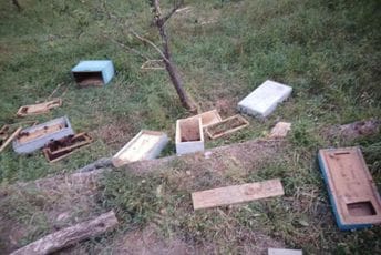 Mojkovčanin pretrpio veliku štetu: Medvjed na tri metra od kuće uništio pčelinjak
