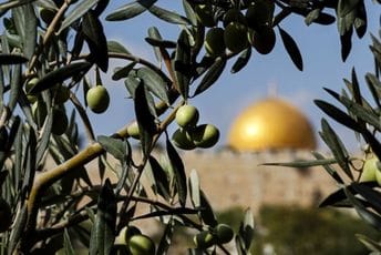 Maslina – Zlatna suza Palestine
