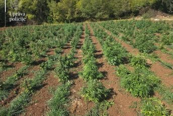 (FOTO) Policija pronašla najveću plantažu marihuane u Crnoj Gori: Zaplijenjeno više od  13.000 sadnica