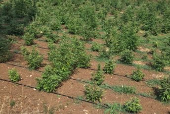 (FOTO) Pogledajte kako izgleda najveća plantaža marihuane otkrivena u Crnoj Gori