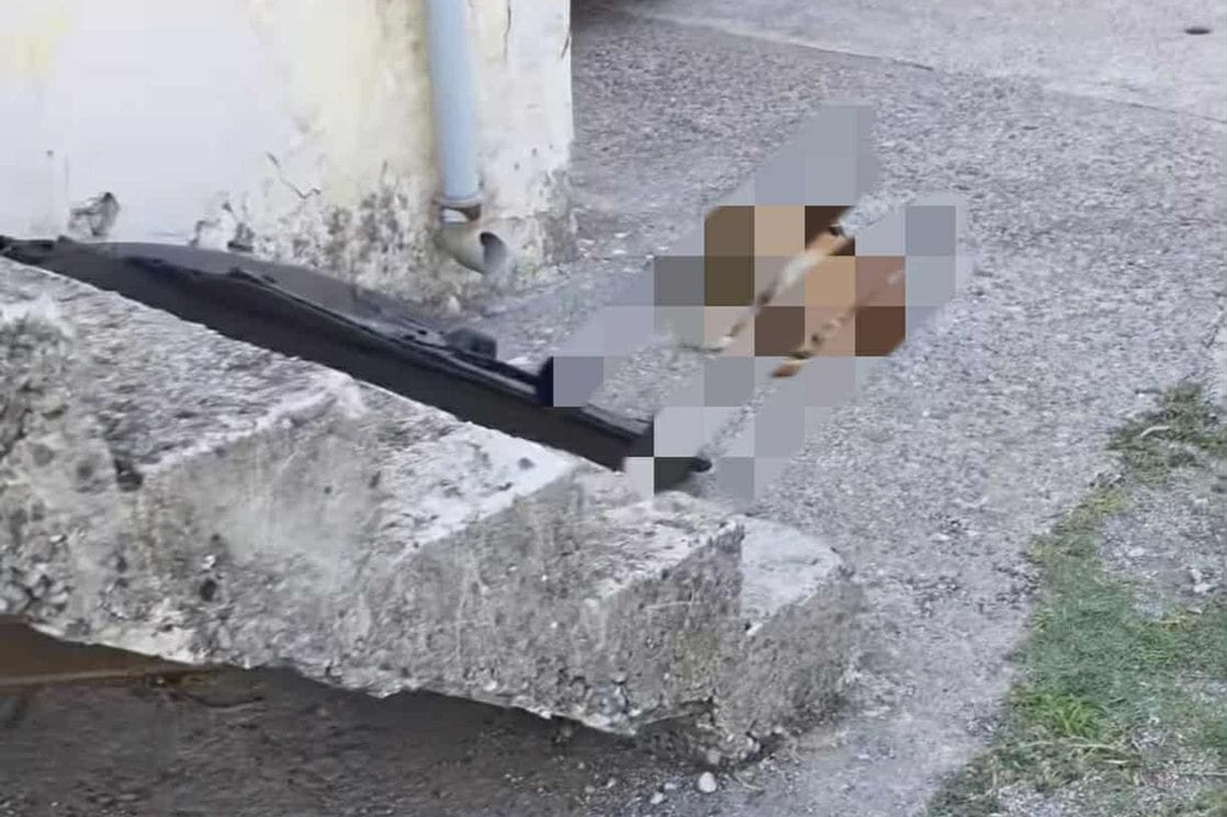 ODT pokrenulo izviđaj povodom ubistva psa u Donjim Kokotima