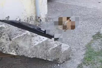 Pas ubijen u dvorištu porodične kuće u Donjim Kokotima: Zvali policiju, ni nakon dva i po sata niko nije došao