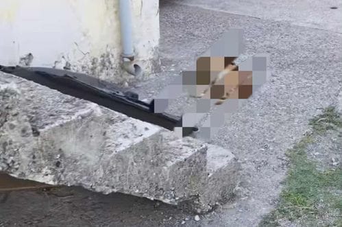 Pas ubijen u dvorištu porodične kuće u Donjim Kokotima: Zvali policiju, ni nakon dva i po sata niko nije došao