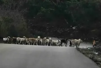 ODT: Bez krivične odgovornosti za držanje pasa u Donjoj Gorici; Jočić: Institucije prebacuju lopticu, životinje završile u privatnom skloništu ilustracija