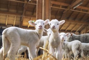 MPŠV: Otkupljen skoro kompletan višak jagnjadi, neka jagnjad u Crnu Goru dospjela preko "zelenih granica" iz sudjednih država