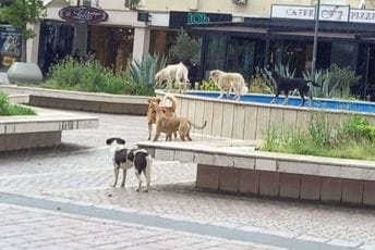 U pripremi novi propis o kućnim ljubimcima: Veći stepen odgovornosti vlasnika pasa i mačaka