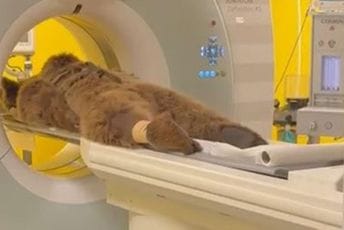 (VIDEO) Medvjed se prejeo voća pa završio u hitnoj