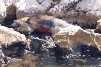 Pronađen uginuli delfin na obali između Perasta i Risna
