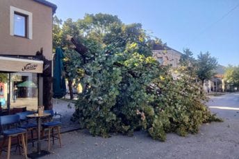 Nikšić: Iznenada palo stablo u centru grada