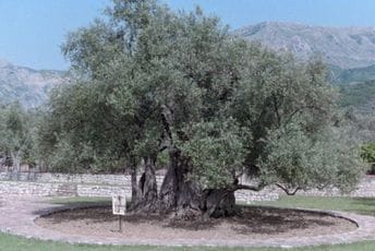 Maslina i demokratija: Savez mnogih jutara