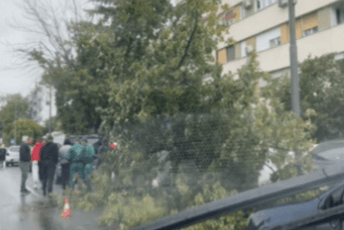 Podgorica: Palo stablo u Moskovskoj ulici (VIDEO)
