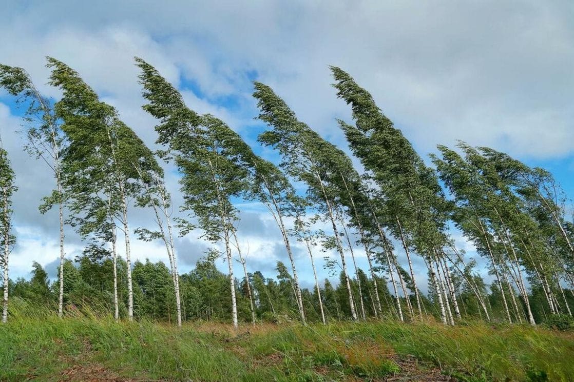 Izdat meteoalarm: Vjetar mjestimično umjeren do pojačan
