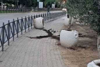 Budva: Vandali čupali masline i lomili saksije
