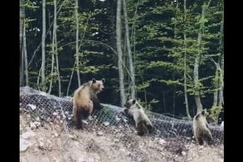 (VIDEO) U Pivi snimljena mečka sa mečadima